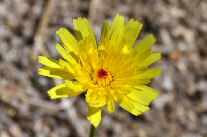 Smooth Desertdandelion flowers, immature flowers have a red or reddish spot in the center.  Malacothrix glabrata